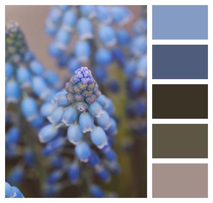 Spring Flowers Bloom Grape Hyacinths Image